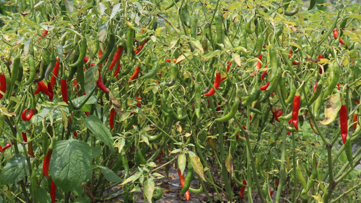 प्रधानाध्यापकको खोर्सानी खेती